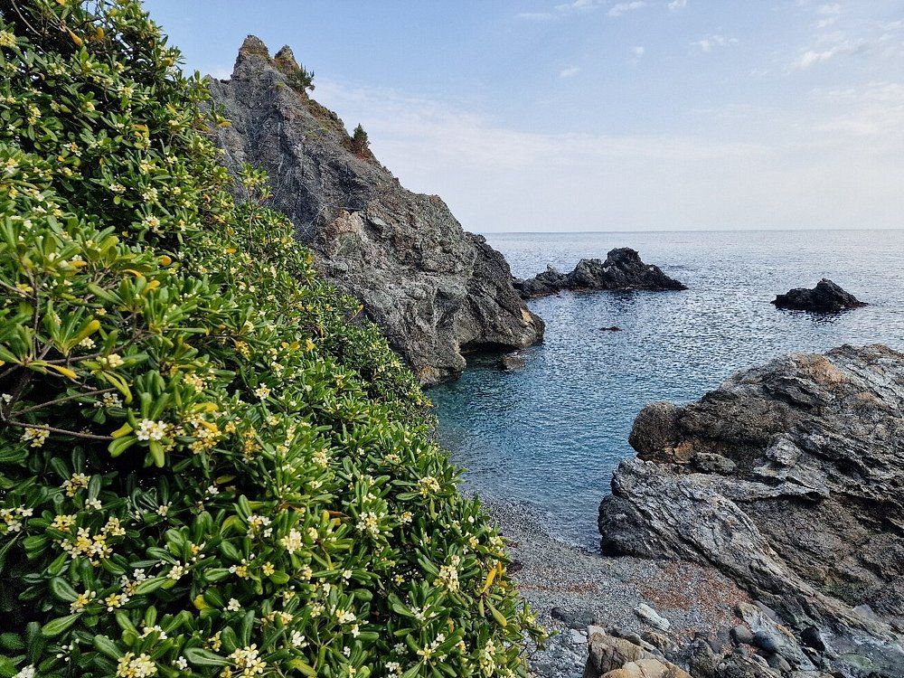 Levanto Cove